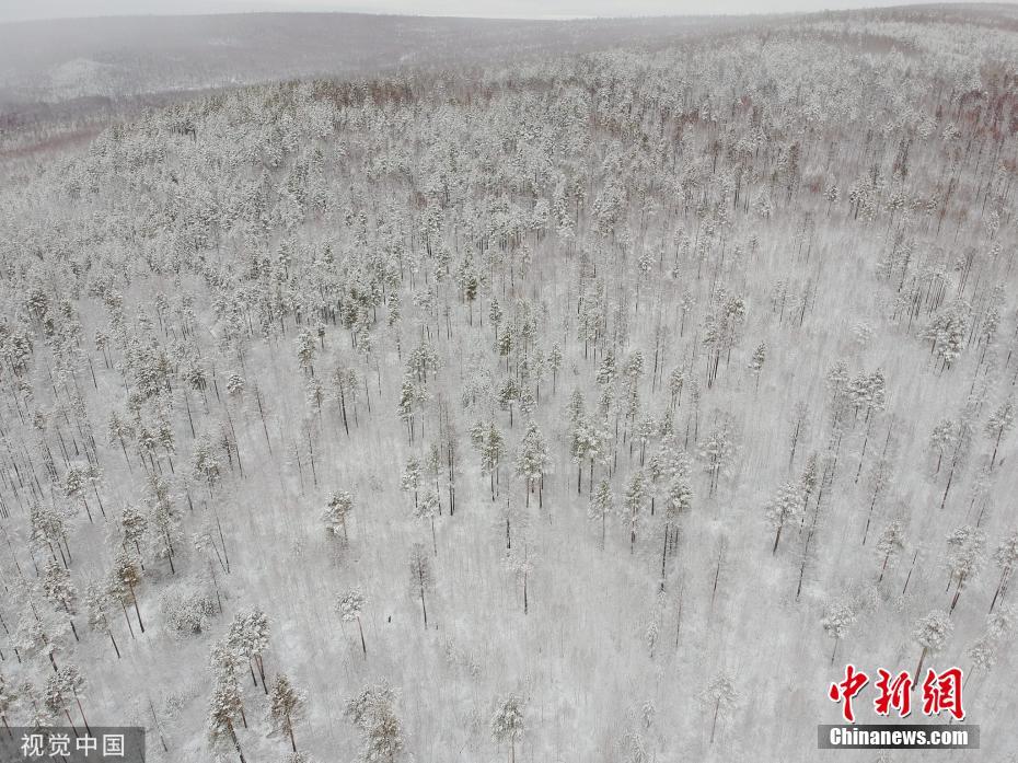 黑龙江漠河迎降雪 大地银装素裹如画卷